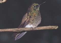 Boissonneaua flavescens