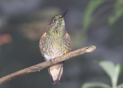 Boissonneaua flavescens