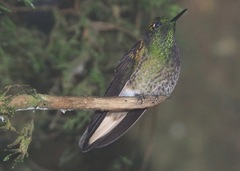 Boissonneaua flavescens