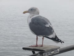 Larus glaucescens × occidentalis