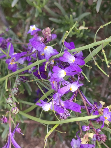 Linaria bipartita iNat (1)