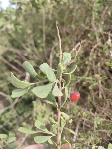 Nitraria retusa (Nitraria retusa)