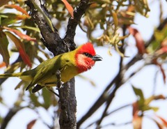 Piranga erythrocephala