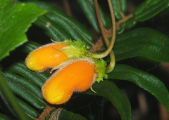 Columnea strigosa