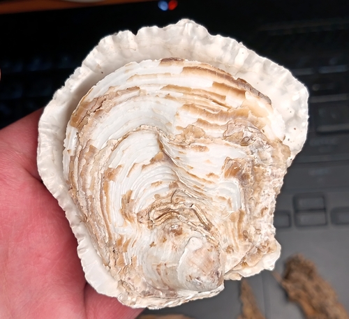 Ostrea denselamellosa observed 2026-01-30