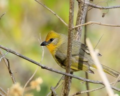 Piranga erythrocephala