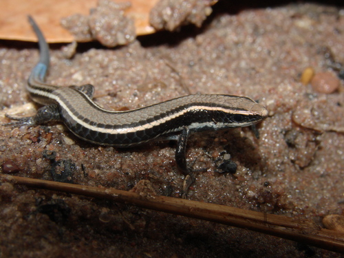 Micrablepharus atticolus