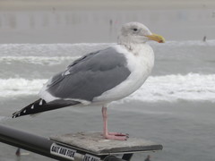 Larus glaucescens × occidentalis