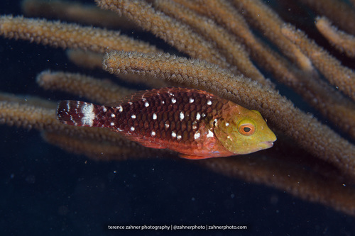 Stoplight Parrotfish