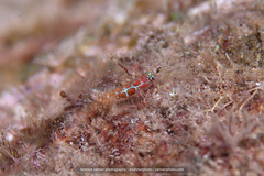 Tigrigobius dilepis