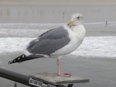 Larus glaucescens × occidentalis