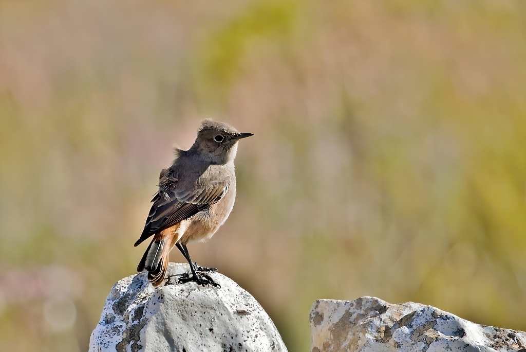 Familiar Chat (Oenanthe familiaris), photo 5
