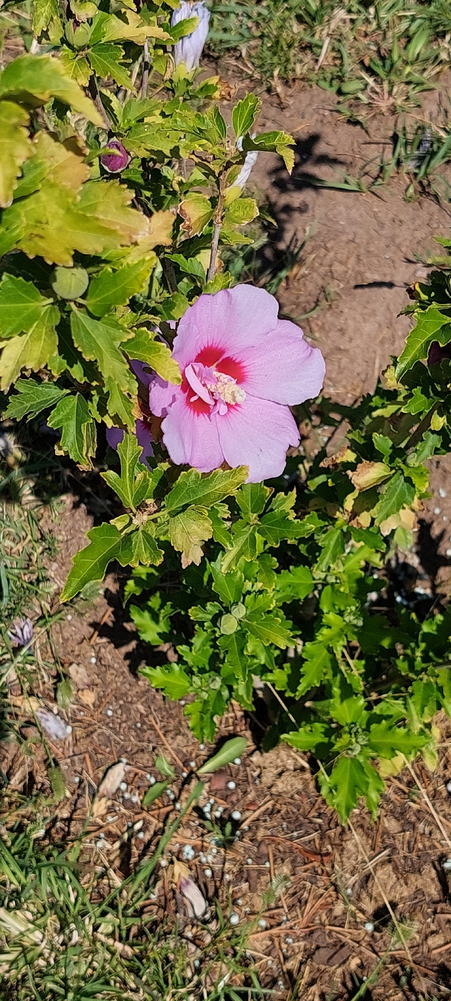 Syrian Ketmia (Hibiscus syriacus)