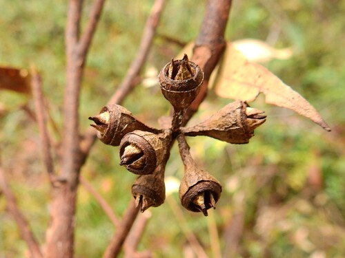 Red Mahogany (Eucalyptus resinifera)