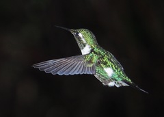 Chaetocercus mulsant