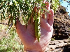 Leichhardtia australis