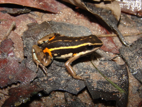 Mato Grosso Poison Frog, Ameerega braccata