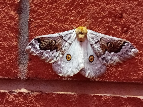 Cavorting Emperor