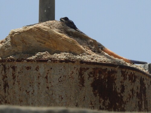 Anderson's Rock Agama