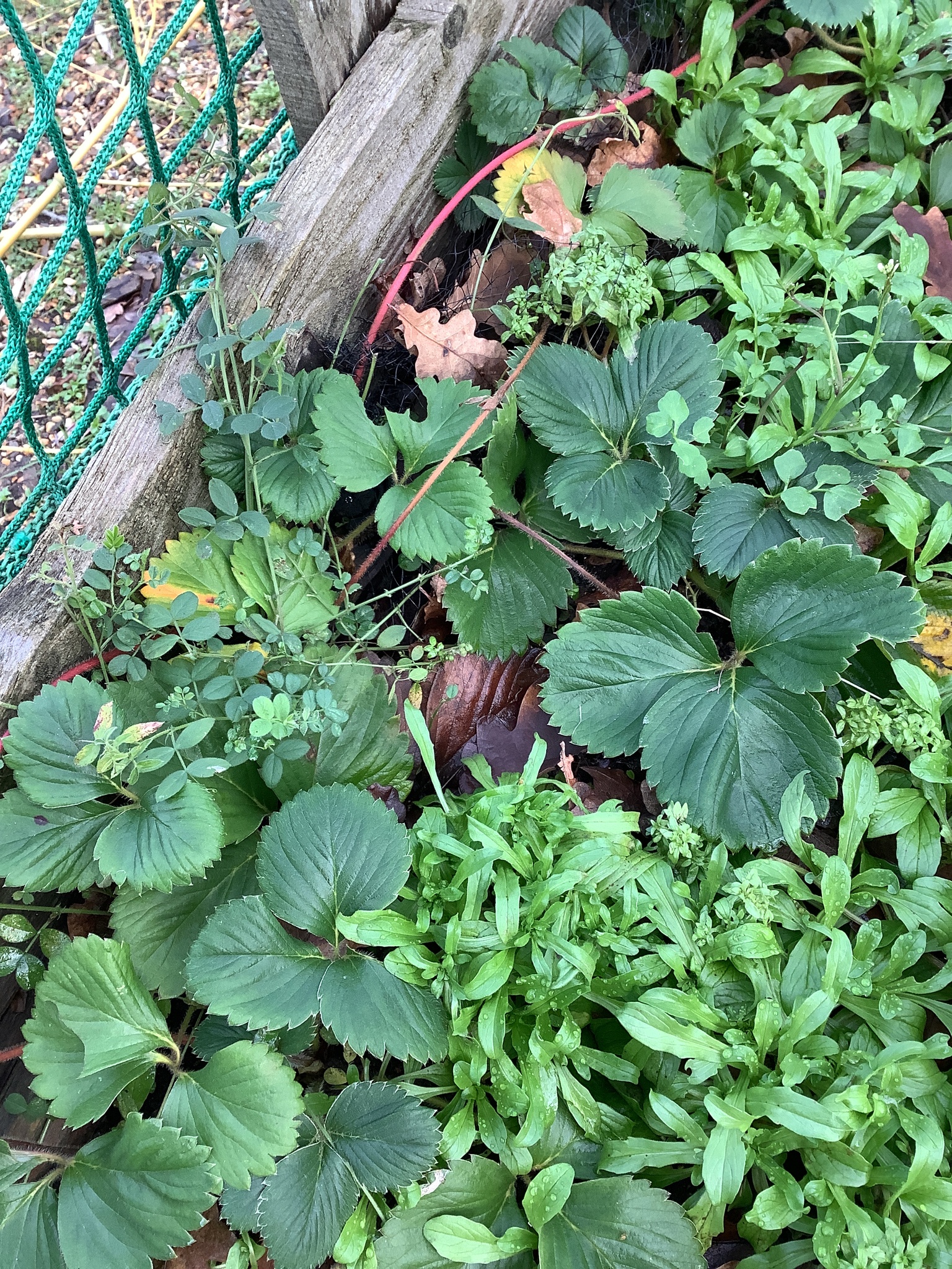 Strawberry plant with fruit and trifoliate leaves