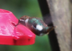 Chaetocercus mulsant