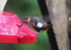 Chaetocercus mulsant