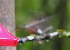 Chaetocercus mulsant