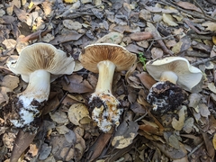 Cortinarius albofragrans
