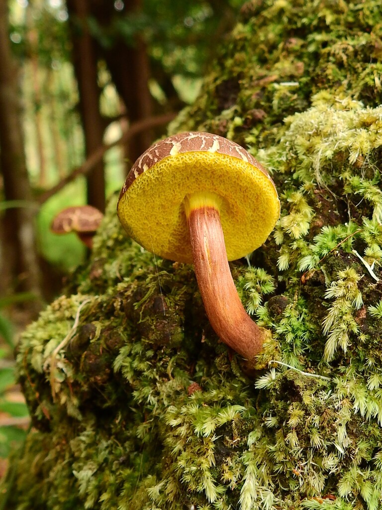 Boletellus sinapipes