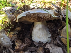 Cortinarius albofragrans