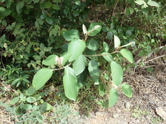 Miconia argentea