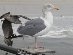 Larus glaucescens × occidentalis
