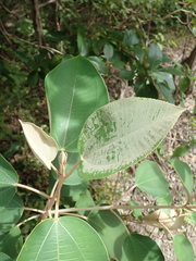 Miconia argentea
