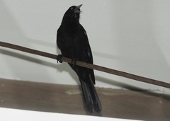 Cacicus chrysonotus