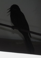 Cacicus chrysonotus