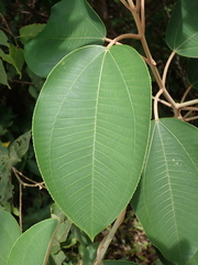 Miconia argentea