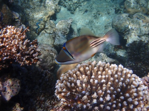 Arabian Picasso Triggerfish — seen at this dive site