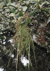 Cacicus chrysonotus
