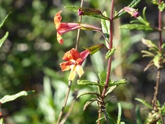 Diplacus × australis
