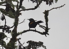 Cacicus chrysonotus