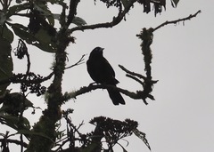 Cacicus chrysonotus