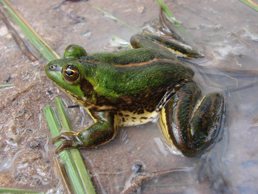 Tocantins Swimming Frog