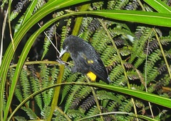Cacicus chrysonotus