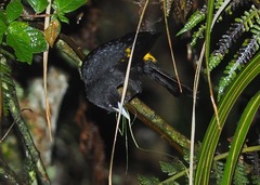 Cacicus chrysonotus