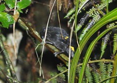 Cacicus chrysonotus