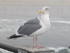 Larus glaucescens × occidentalis