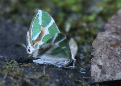 Chlorodes boisduvalaria