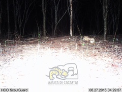 Sylvilagus cunicularius insolitus