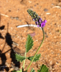 Cullen australasicum
