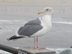 Larus glaucescens × occidentalis